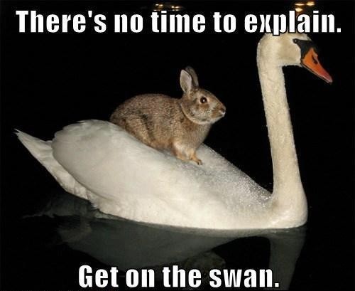 A picture of a rabbit sitting on the back of a swan in a lake. The meme top/bottom text reads: There's no time to explain. Get on the swan.
